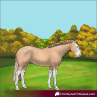 Horse Color:Gold Champagne Splash 