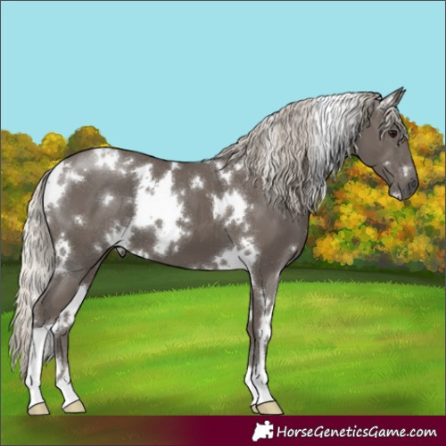 Horse Color:White Spotted Silver Smoky Black 