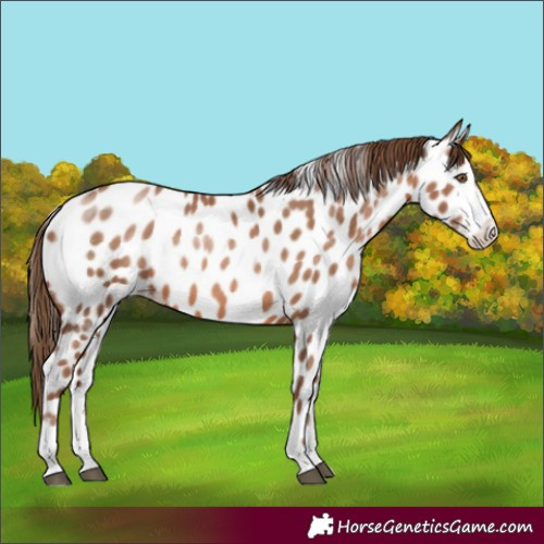 Horse Color:Brown Pearl Sabino Appaloosa 