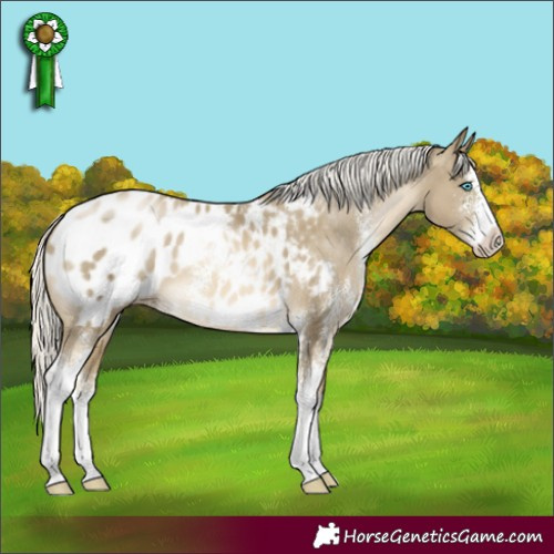 Horse Color:Silver Smoky Black Pearl Sabino Appaloosa
