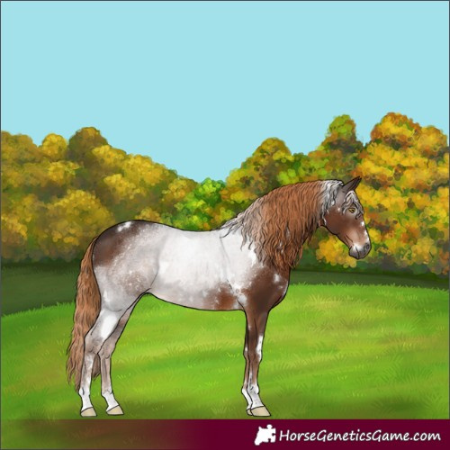 Horse Color:Gray White Spotted Liver Chestnut 