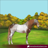 Horse Color:Gray White Spotted Liver Chestnut 