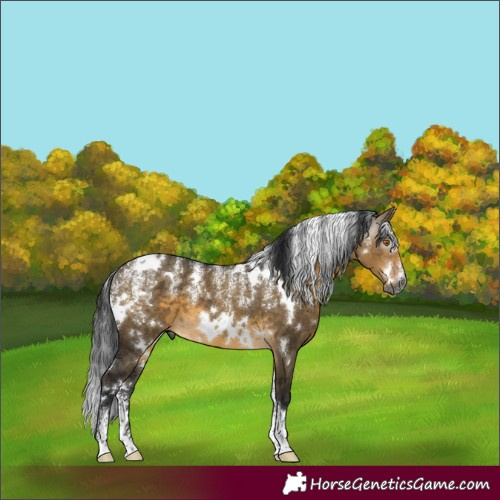 Horse Color:Powder White Gray White Spotted Buckskin Dun Brindle