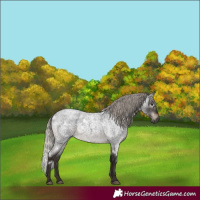 Horse Color:Gray White Spotted Silver Brown Roan