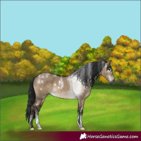 Horse Color:Powder White Gray White Spotted Brown Dun Rabicano