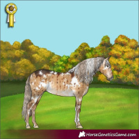 Horse Color:Gray White Spotted Chocolate Palomino Dun Rabicano Brindle