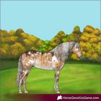 Horse Color:Gray White Spotted Chocolate Palomino Dun Rabicano Brindle 