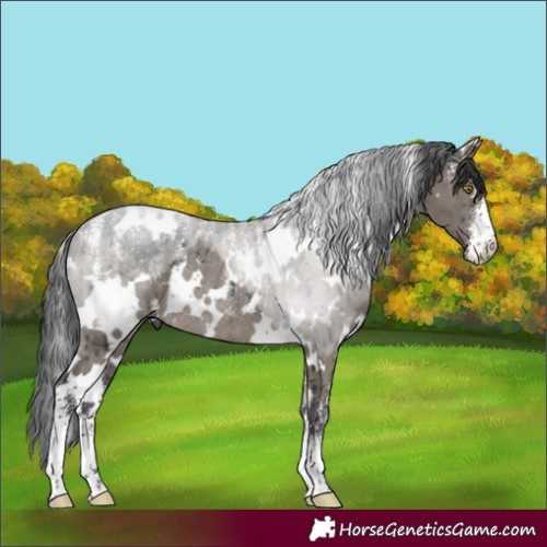 Horse Color:Powder White White Spotted Grullo Rabicano Brindle 