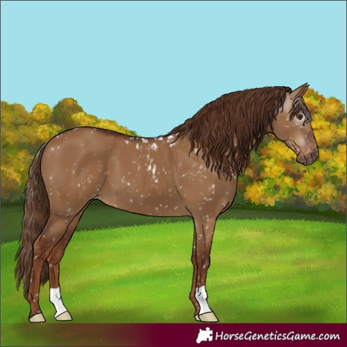 Horse Color:Gray Red Dun Skewed Appaloosa