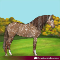 Horse Color:Gray Red Dun Skewed Appaloosa 