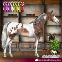 Horse Color:Silver Brown Sabino Tobiano Appaloosa Rabicano
