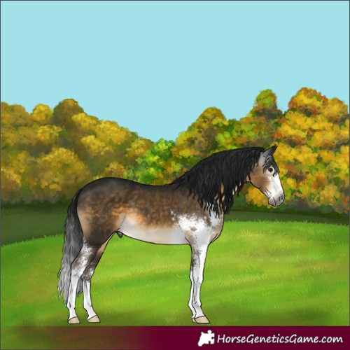 Horse Color:Gray Buckskin Sabino 