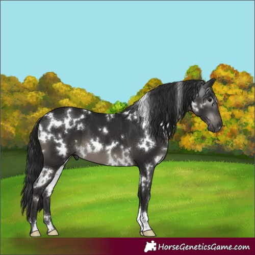 Horse Color:Gray White Spotted Black 