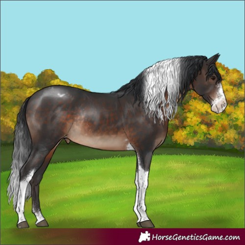 Horse Color:Brown Sabino Tobiano Appaloosa Rabicano 