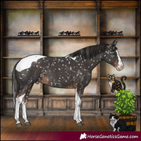 Horse Color:Liver Chestnut Sabino Splash Tobiano Skewed LP Spotted Rabicano