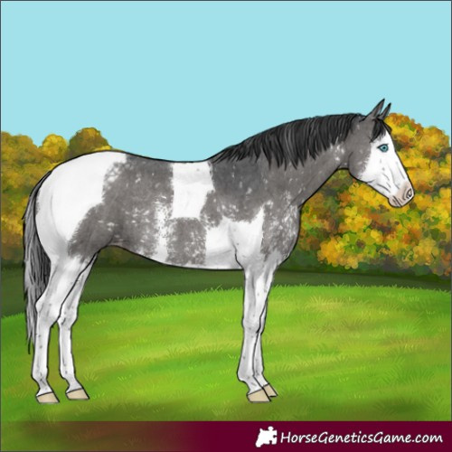 Horse Color:Black Sabino Splash Tobiano Appaloosa Rabicano 