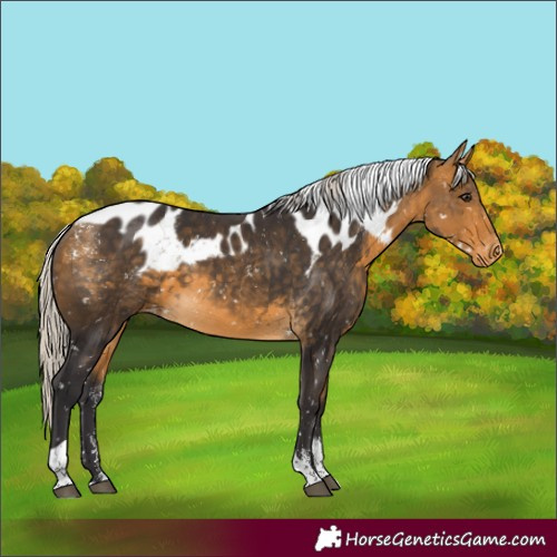 Horse Color:Powder White Silver Buckskin Tobiano Skewed Appaloosa 