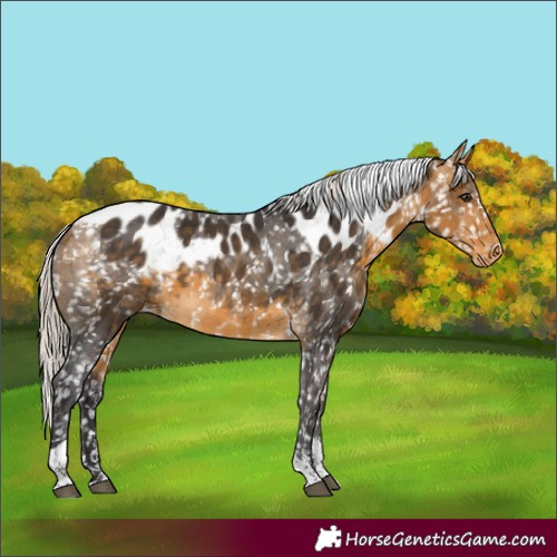 Horse Color:Powder White Silver Buckskin Tobiano Skewed Appaloosa 