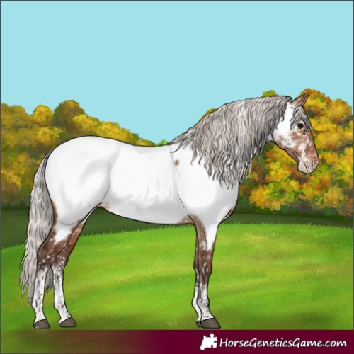 Horse Color:Powder White Silver Brown Dun Appaloosa Rabicano 