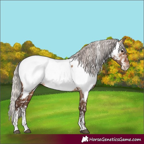 Horse Color:Powder White Silver Brown Dun Near Fewspot Rabicano