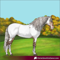 Horse Color:Powder White Silver Brown Dun Near Fewspot Rabicano