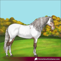 Horse Color:Powder White Silver Brown Dun Appaloosa Rabicano 