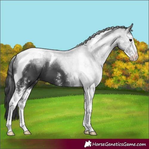 Horse Color:Black Sabino Tobiano Appaloosa