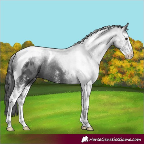 Horse Color:Black Sabino Tobiano Varnish 