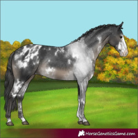 Horse Color:White Spotted Black Sabino Appaloosa Rabicano