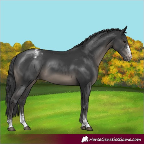 Horse Color:Black Sabino Appaloosa 