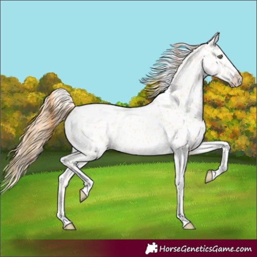 Horse Color:Gold Champagne Roan Dun Splash Tobiano Frame Appaloosa Rabicano