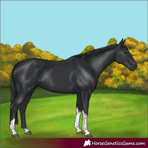 Horse Color:Unknown 