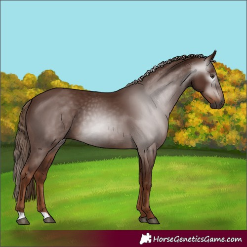Horse Color:Gray Chestnut 