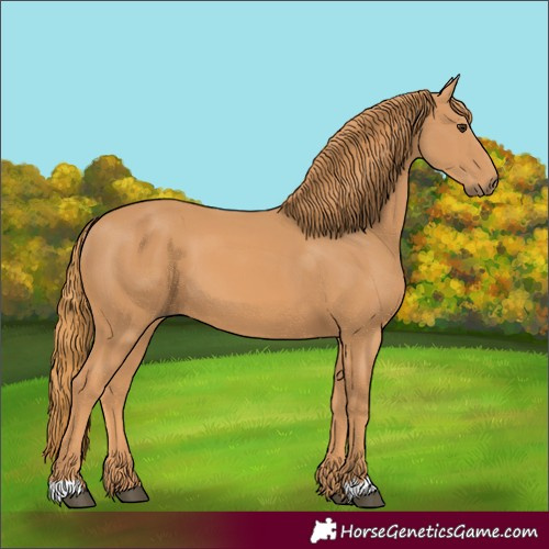 Horse Color:Chestnut 