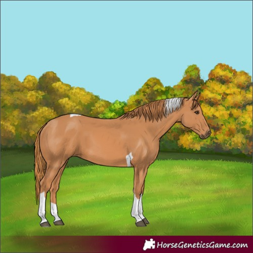 Horse Color:Chestnut Tobiano 