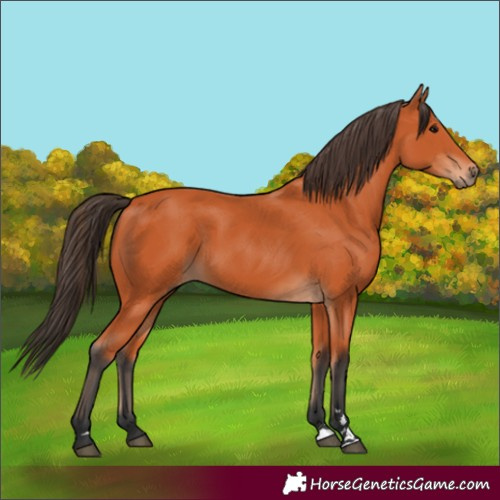Horse Color:Bay 