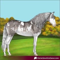 Horse Color:Platinum White Spotted Silver Brown Dun Splash Rabicano 