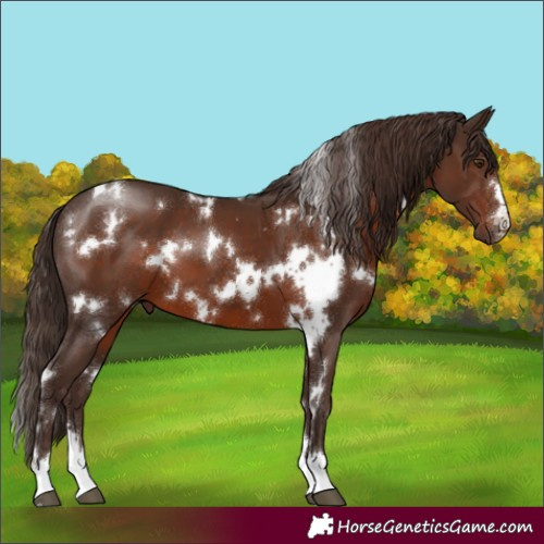 Horse Color:White Spotted Liver Chestnut 