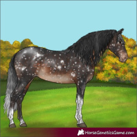 Horse Color:White Spotted Brown Tobiano Appaloosa Rabicano 