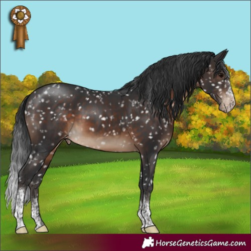 Horse Color:Brown Sabino Tobiano Appaloosa 