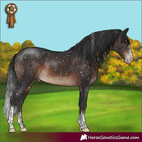 Horse Color:Brown Sabino Tobiano Appaloosa 