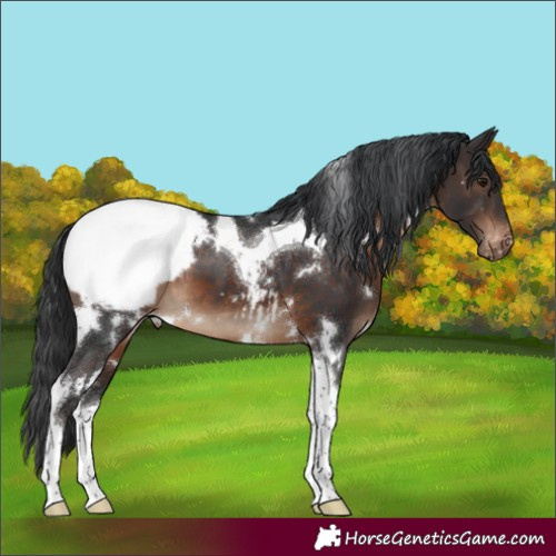 Horse Color:White Spotted Brown Tobiano Appaloosa 