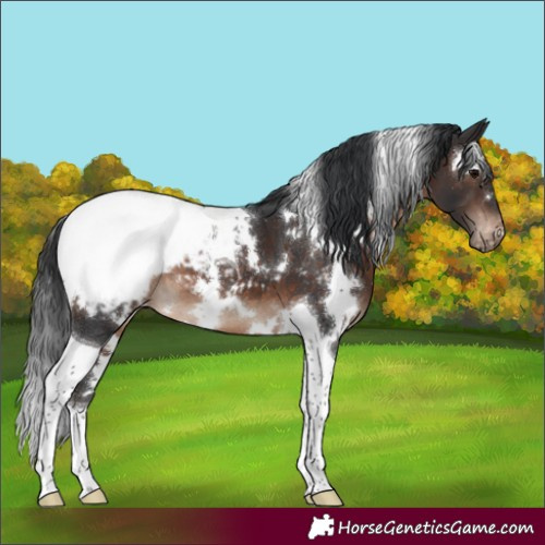 Horse Color:White Spotted Brown Tobiano Appaloosa