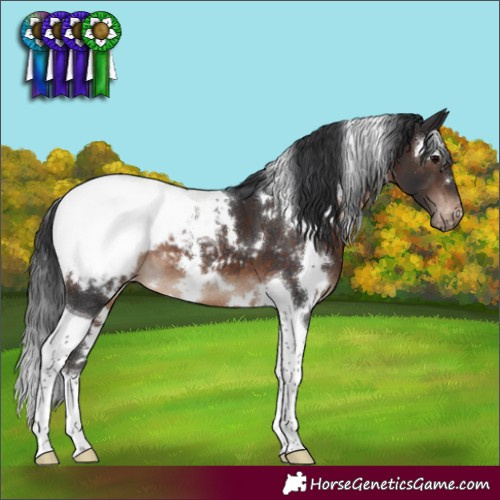 Horse Color:White Spotted Brown Tobiano Appaloosa 