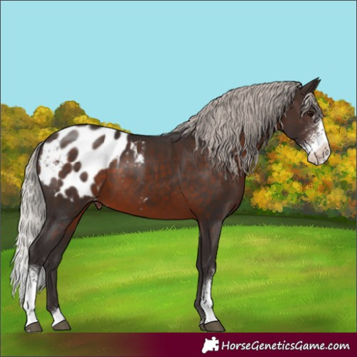 Horse Color:Silver Brown Sabino Appaloosa