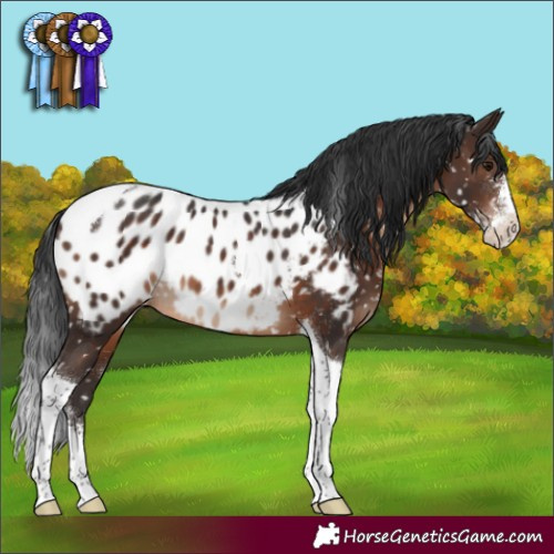 Horse Color:Brown Sabino Tobiano Appaloosa 