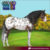 Horse Color:Brown Sabino Tobiano Appaloosa