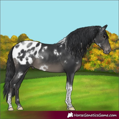 Horse Color:White Spotted Black Tobiano Appaloosa