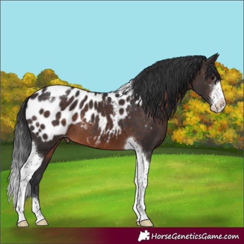 Horse Color:Brown Sabino Tobiano Appaloosa