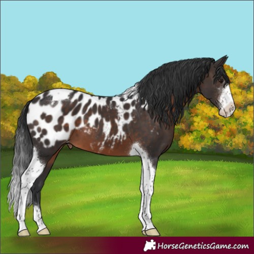 Horse Color:Brown Sabino Tobiano Appaloosa 